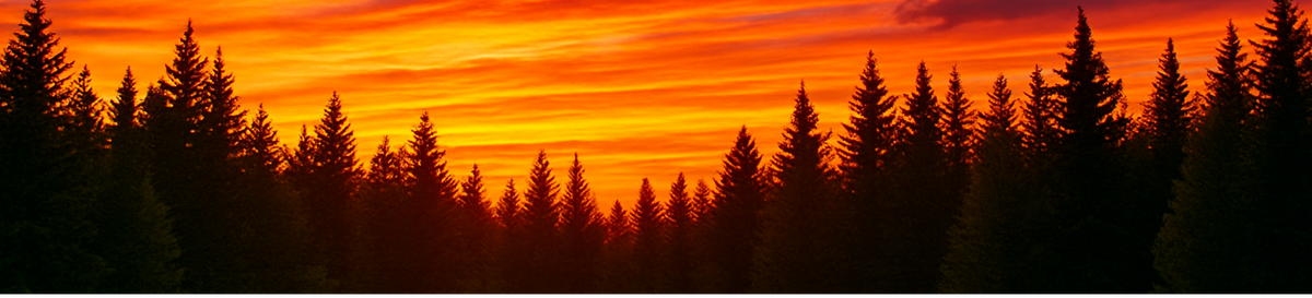 Sunset over a forest with silhouetted trees